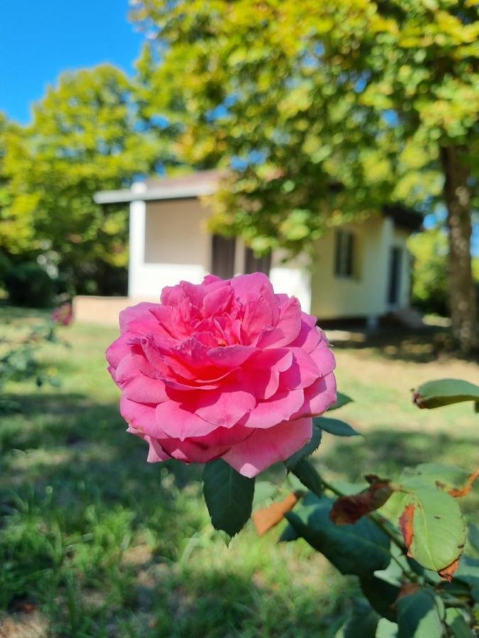 Fuk-Tak'S Bungalow Dojran Eksteriør billede